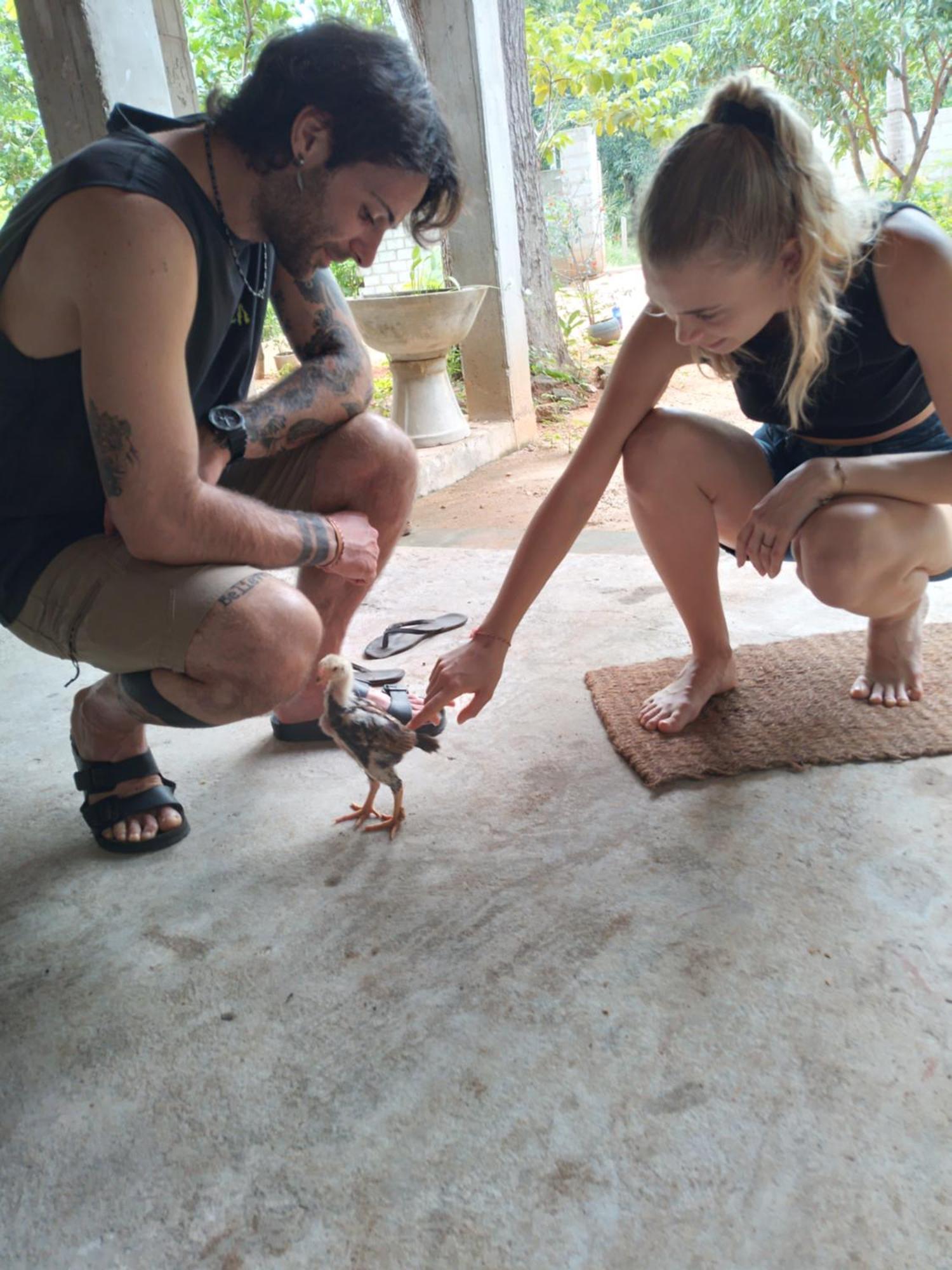 Tiny * Dambulla